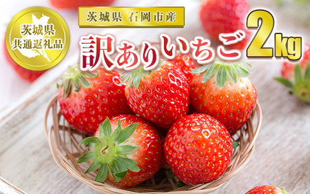 【先行予約】訳ありいちご 2kg【茨城県共通返礼品 石岡市】 ※2024年12月上旬～2025年4月下旬頃に順次発送予定