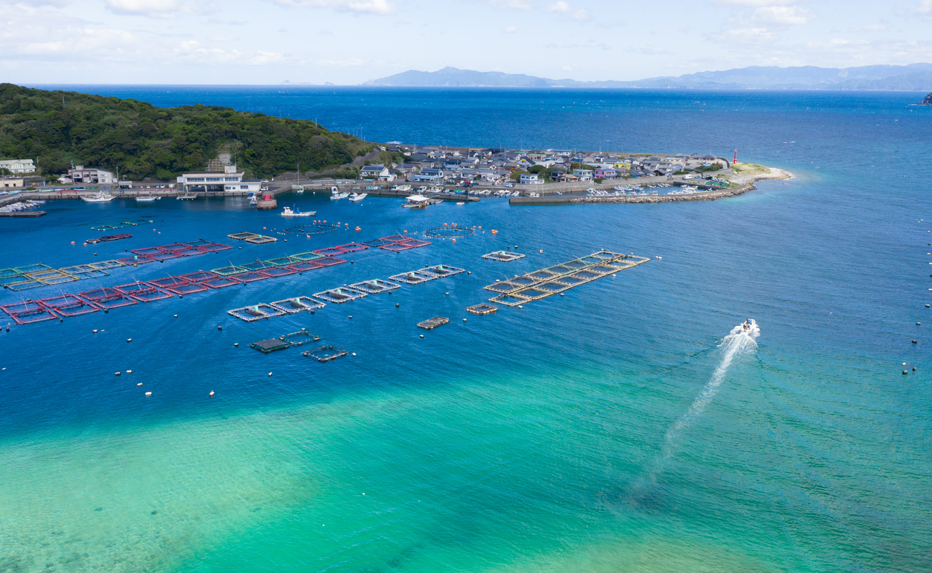 鯛丼の素 2食セット 真鯛 漬け丼 特製タレ 養殖 鯛 タイ たい 海鮮 魚介 海の幸 冷凍 真空パック 小分け お取り寄せ 贈答用 海鮮丼 鯛茶漬け お茶漬け 刺身 高知 大月町 柏島 谷鮮魚食堂