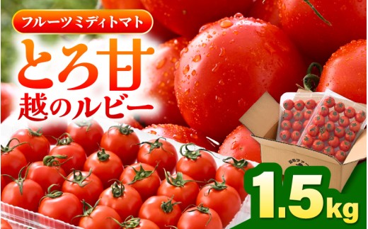 先行予約 とろ甘 越のルビー 1.5kg 高糖度ミディトマト 福井県のブランドトマト【2026年6月下旬以降順次発送予定】 とまと トマト ミディトマト ブランド品種 野菜 生野菜 美容 健康 新鮮 産地直送 国産 [A-21702]