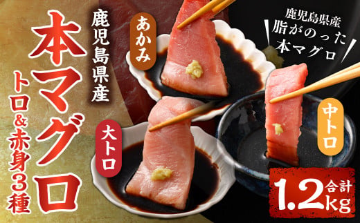 鹿児島県産本マグロ トロ＆赤身 3種セット 合計1.2kg