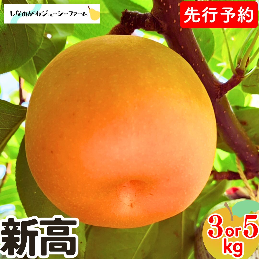 【ふるさと納税】 先行予約 和梨 新高 約3kg・約5kg 令和8年度 選べる数量 新潟県 三条市産 梨 [しなのがわジューシーファーム]