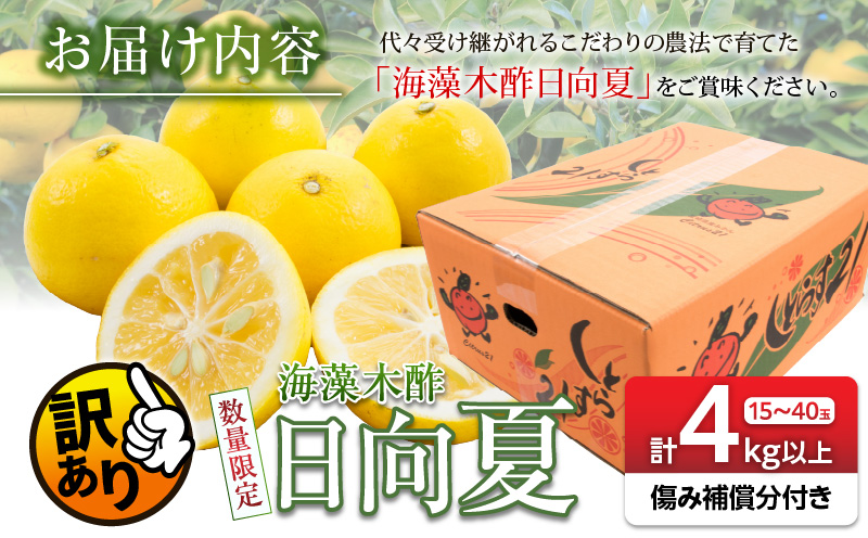 先行予約 訳あり 数量限定 海藻木酢 日向夏 小夏 計4kg以上 傷み補償分付き 期間限定 フルーツ 果物 くだもの 柑橘 みかん 訳アリ 国産 食品 デザート おやつ おすそ分け おすすめ ご家庭用