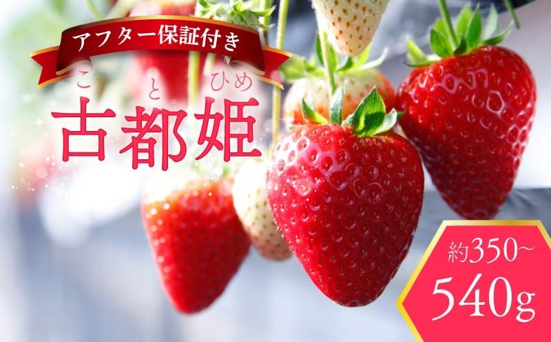 
            いちご 古都姫 約350g～540g 超希少品種 2026年2月発送 冷蔵 小分け 果物 スイーツ デザート フルーツ ベリー ふるさと納税いちご 大粒 採れたて 完熟 おやつ 産地直送 先行予約 数量限定 季節限定 ブランド 苺 イチゴ いちご 希少 お取り寄せ 贈答用 化粧箱入り 大粒 岩井農園 奈良県 奈良市
          