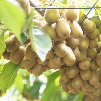 ふるさと納税 香川県 こつぶでちゅるん　さぬきキウイっこ　約1.2kg(24玉) |  | 03