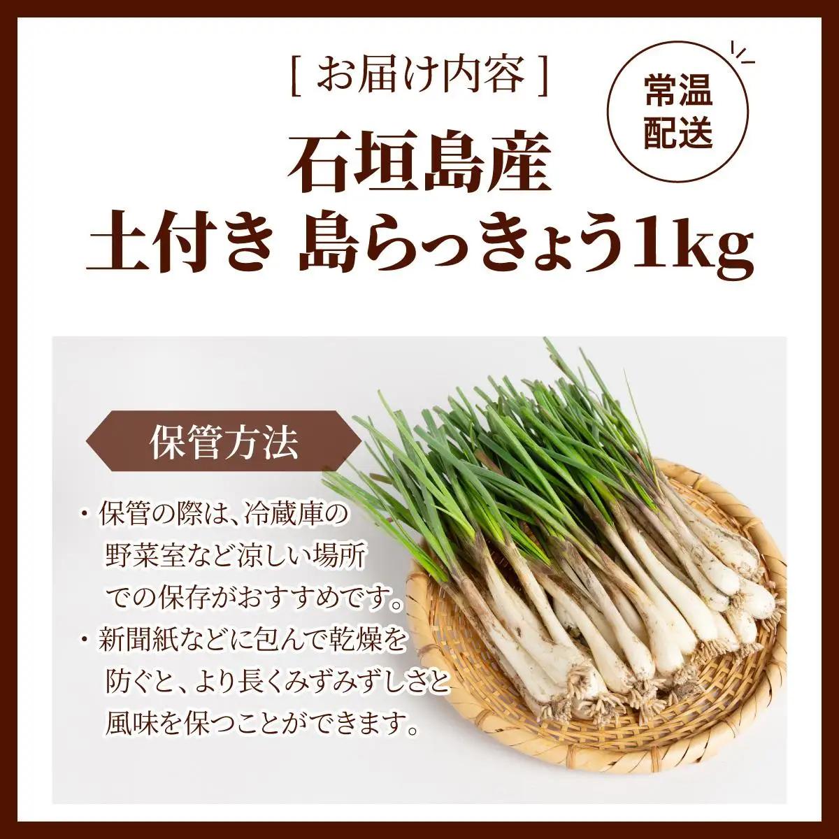 石垣島産 土付き 島らっきょう 1kg 