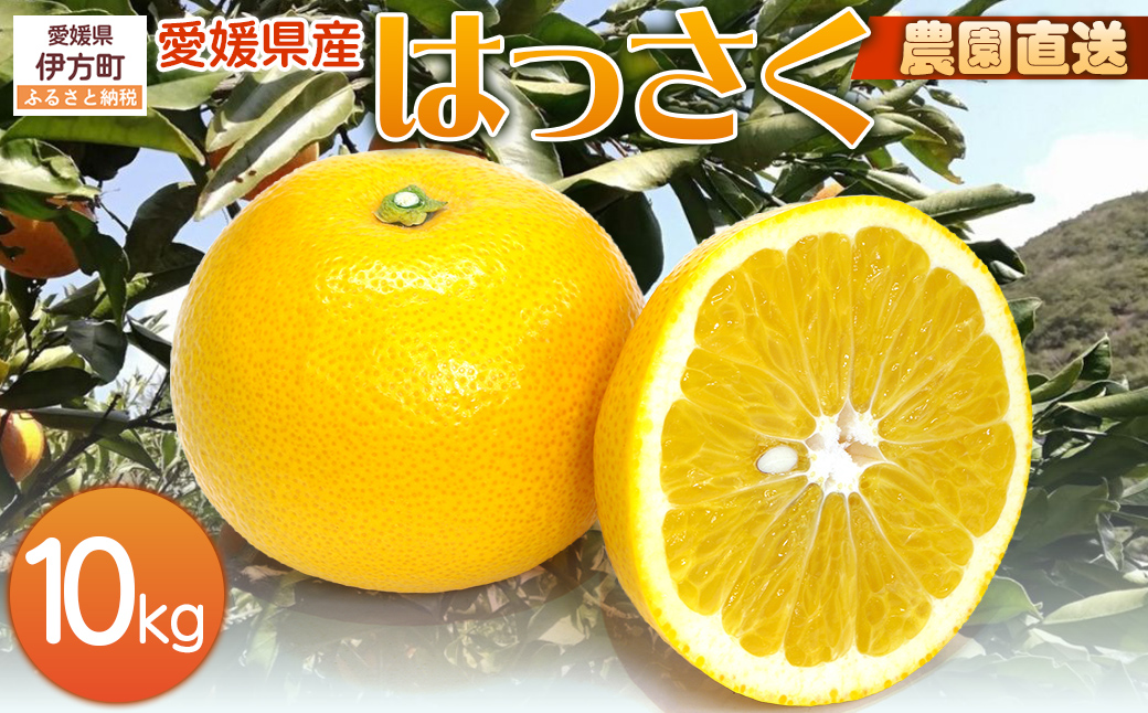 【栽培期間中農薬不使用】【先行受付】【数量限定】農園直送！愛媛県産 はっさく 10kg （2026年2月下旬頃より順次発送）  IKTG024