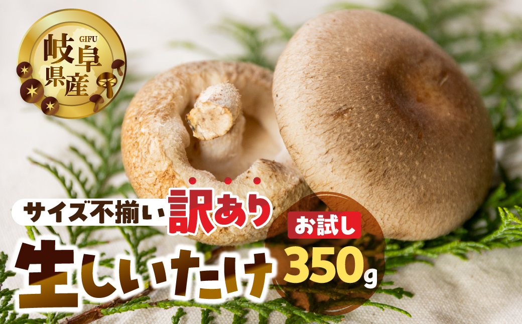 【訳あり】 生しいたけ 約 350g お試し サイズ 混合 不揃い おまかせ 簡易梱包 訳あり 訳アリ BBQ 野菜 栽培期間中 農薬不使用 岐阜県産 本巣市 国産 きのこ キノコ シイタケ 産地直送 新鮮 数量限定 冷蔵 モトスマッシュ [mt1915]