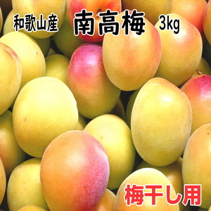 【1118-5】完熟青梅（生梅）紀州南高梅 3kg【梅干し用】《先行予約》