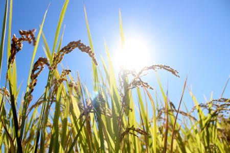 新米 令和6年産 奈良のお米：冷めても美味しいヒノヒカリ5kg 13-016