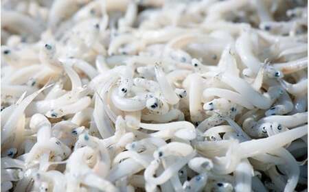 釜揚げしらす（木箱入り）500g※北海道・沖縄・離島配送不可 / 贈答品 ギフト しらす丼 丼ぶり シラス 冷蔵 お取り寄せ 和歌山県 田辺市 【has002】