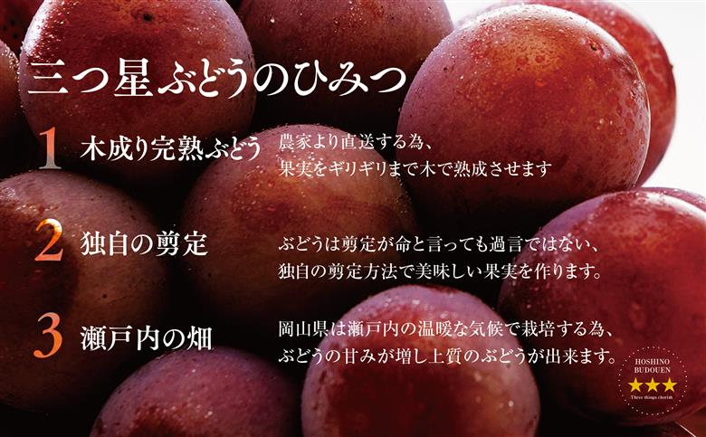 【三つ星】プレミアム星乃クインニーナ 数量限定 1房(700g)【配送不可地域：離島・北海道・沖縄県】