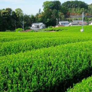 静岡銘茶二撰 「金粋」×2「光緑」×3 各100g袋 詰め合わせ お茶
