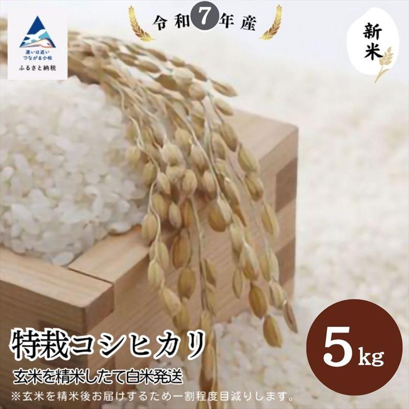 ふるさと納税 小松市 特栽コシヒカリ(玄米5kgを精米したて白米発送) 令和7年産 新米 こしひかり【のむら農産】