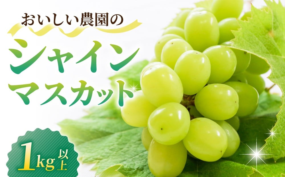 
            【先行受付2026年発送】シャインマスカット1kg以上（2～3房）｜御牧原おいしい農園　※2026年10月上旬～10月下旬頃発送予定
          