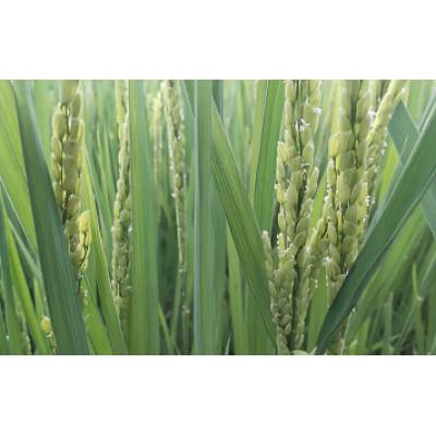 ふるさと納税 朝日村 はざかけ米(ゆうだい21)5キロ(白米)【栽培期間中農薬・化学肥料、不使用栽培】 |  | 02