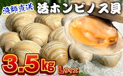 漁師直送！活ホンビノス貝3.5kg（Lサイズ）　ホンビノス 貝 白はまぐり 大あさり 浜焼き BBQ バーベキュー アウトドア キャンプ 漁師直送 産地直送 魚介類 海鮮 貝 シーフード クラムチャウダー スープ パスタ 天ぷら 酒蒸し 千葉県
