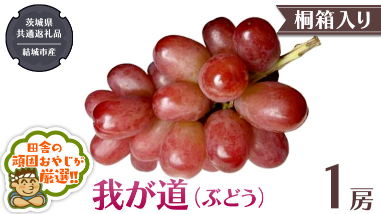 
            【 桐箱入り 】我が道 （ ぶどう ） 1房 【2025年9月から発送開始】（茨城県共通返礼品 [ぶどう]：結城市産） ぶどう 我が道 果物 フルーツ 季節 旬
          