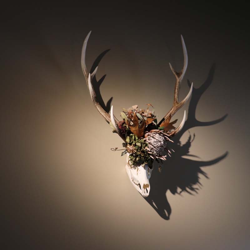 花鹿 ―ROKU― 鹿 角 オブジェ 飾り ドライフラワー インテリア シカ 鹿角 装飾 F4F-3316