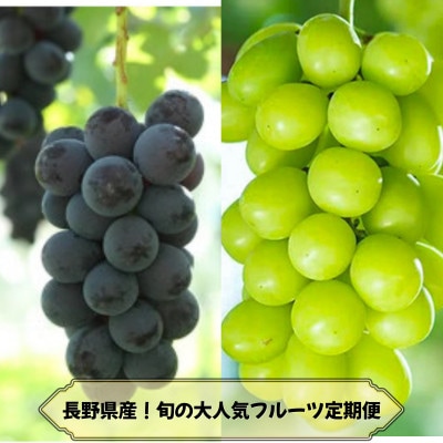 【発送月固定定期便】長野の果物 ナガノパープル+シャインマスカット全2回【配送不可地域：離島】【4081269】