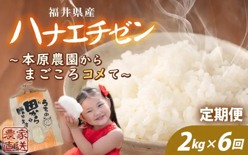 先行予約 定期便 6ヶ月連続お届け ハナエチゼン 2kg (1袋) × 6回 計12kg 白米 精米 ブランド米 2026年9月上旬以降順次発送予定 [B-8948]