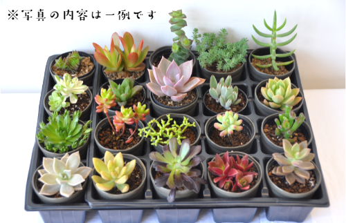 161.おまかせ多肉植物詰め合わせ（40種）(A161-1)