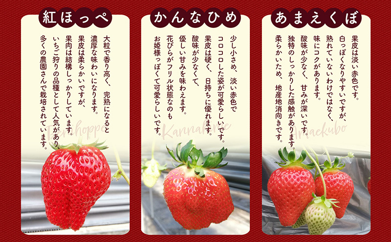 「紅ほっぺ」+3品種　個性派いちご4品種食べ比べセット　250g×4パック　『とくしま安２（安全・安心）農産物』優秀認定取得