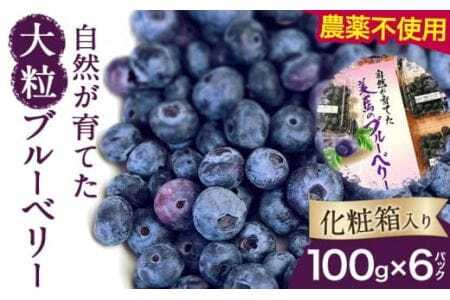 ＜ 先行予約 ＞ 美馬の大粒ブルーベリー（100g×6パック） 《6月上旬‐8月末出荷》ブルーベリーブルーベリーブルーベリー