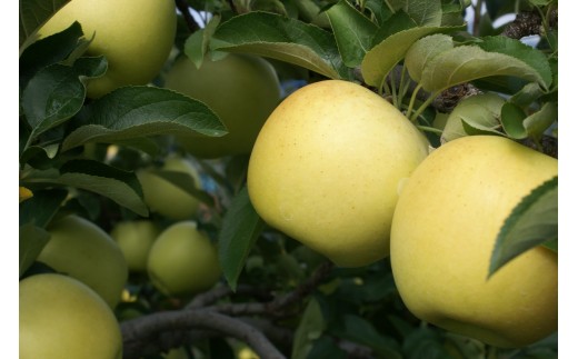 
                  贈答用にも！JA信州うえだ「シナノゴールド」りんご 特秀約5kg [№5312-0058]
                