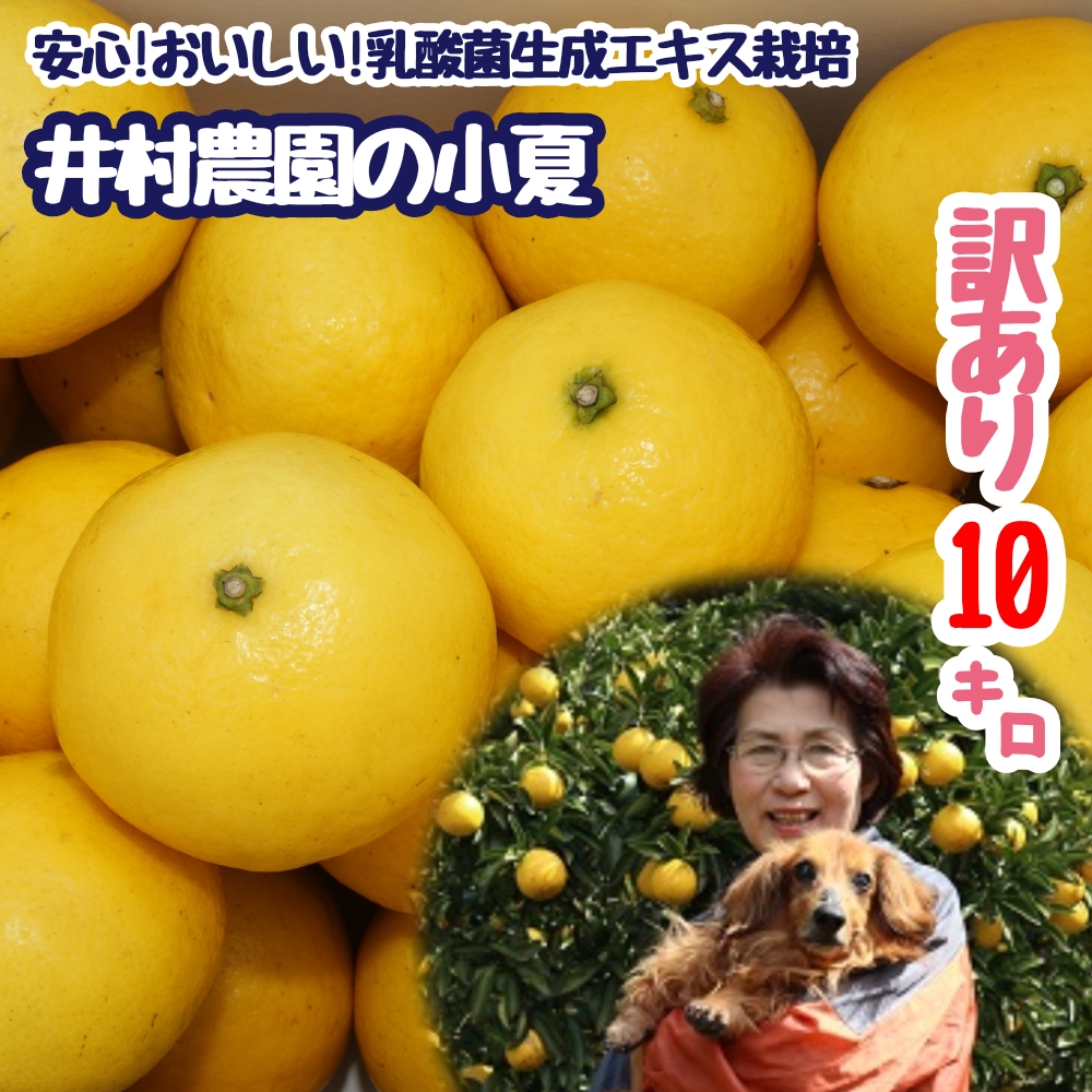 【令和８年】4月中旬以降発送　訳あり 家庭用 井村農園の小夏（10kg） 日向夏 みかん ミカン 柑橘 フルーツ 果物 果実 こなつ コナツ ニューサマーオレンジ おいしい 美味しい ワケアリ 自宅用 ご家庭用【R01132】