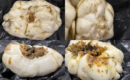 【規格外】十勝幕別 忠類ゆり根 1.5kg（M～2L）9～15玉［JA忠類］9月～3月発送限定【 北海道 幕別町 忠類 十勝 高級食材 お正月 料理 訳あり 】 野菜 ゆりね 北海道産 ワケあり 