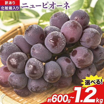 岡山県産 訳あり ニューピオーネ 選べる 約600g(1房) 約1.2kg(2房)《8月下旬-10月下旬頃出荷(土日祝除く)》岡山県 笠岡市 葡萄 果物 秋旬 訳あり 優品 厳選出荷 スイーツ フルーツ デザート 数量限定 2026