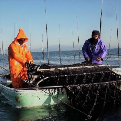 ふるさと納税 鹿島市 【有明海産】寿司のり50枚入り |  | 01