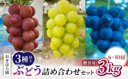 【2026年先行受付】農家直送！贈答用ぶどう詰め合わせセット ３kg（6〜10房）｜おぎはら園（シャインマスカット、種なし巨峰、ナガノパープル 、クイーンニーナ、クイーンルージュ®など）　※2026年9月中旬～10月上旬順次発送