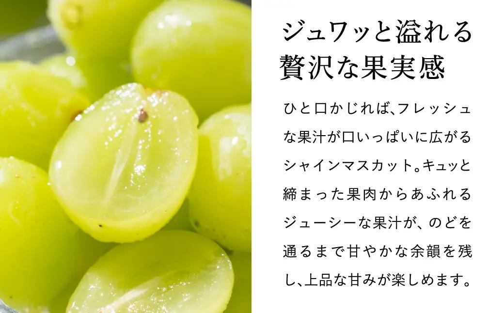 シャインマスカット 豊岡ぶどう 約2kg【2026年先行予約】