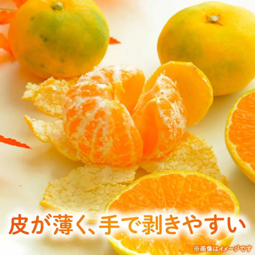 【先行予約】 早生みかん 2S-2L 約5kg みかん 蜜柑 柑橘 フルーツ 果物 【日本フルーツ株式会社】[ZFJ057]