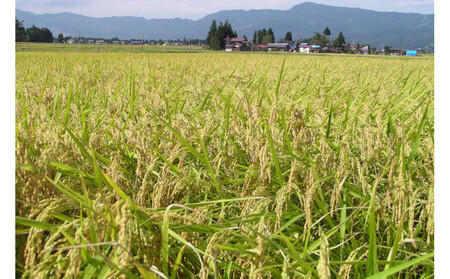 【頒布会】南魚沼産「どん米」無洗米３升×５ヶ月　ちょっと！うるさいよ！炊き方