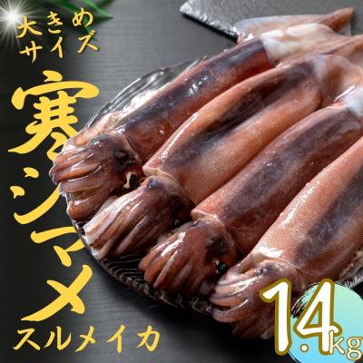 ふるさと納税 海士町 【朝どれ寒シマメ 大サイズ 4〜5杯】1.4kg〜1.6kg  いか イカ スルメイカ 寒シマメ