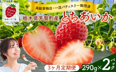【3ヶ月定期便】栃木県芳賀町産いちご とちあいか290g(7～12粒)×2トレイ | 果物 フルーツ いちご 苺 イチゴ とちあいか ブランド 期間限定 季節限定 旬 国産 ※2026年1月上旬～4月下旬頃に順次発送予定
