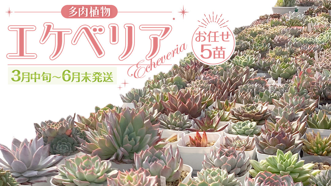 
            【 3月中旬～6月末発送 】 エケベリア おまかせ 5苗 セット 【品種名付き】 多肉植物 観葉植物 植物 栽培 インテリア 趣味 自然 [DD001ya]
          