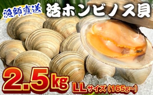 漁師直送！活ホンビノス貝2.5kg（LLサイズ）　ホンビノス 貝 白はまぐり 大あさり 浜焼き BBQ バーベキュー アウトドア キャンプ 漁師直送 産地直送 魚介類 海鮮 貝 シーフード クラムチャウダー スープ パスタ 天ぷら 酒蒸し 千葉県