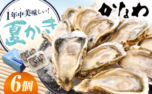 【生牡蠣】かなわのハーフシェル『夏かき』6個入り 江田島市／株式会社かなわ [XBP011]｜生牡蠣 牡蠣 生食 殻付き 殻付 殻 かき カキ 生牡蠣 広島牡蠣 オイスター ハーフシェル 夏かき 魚介