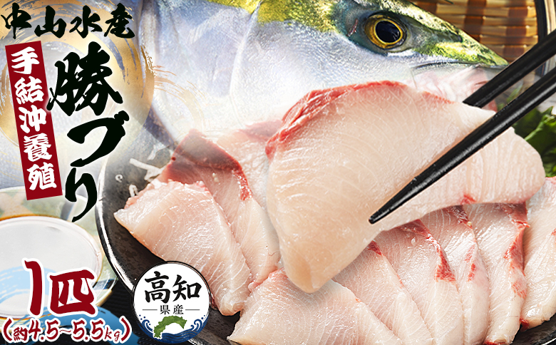 ブリ 1匹(5kg～6kg) 【配送日指定可能】 【期間限定】中山水産 手結沖養殖「勝ブリ」 ny-0014