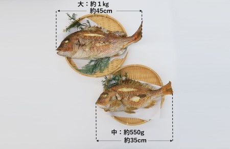 【尾頭付きの縁起物】 活塩焼き鯛（中サイズ） 1匹（約35㎝・約550g） （18-21）