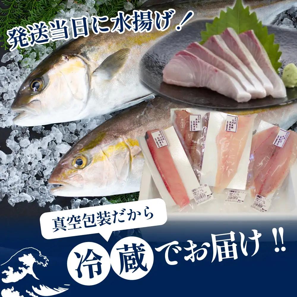 ★9月お届け★ お刺身 詰め合わせ（4種） 朝獲れ 漁師厳選 直送 冷蔵 刺身 さしみ 鮮魚 ヤマチョウ 鹿児島県産 海鮮 直送 セット 詰め合わせ ヤマチョウ 南さつま市