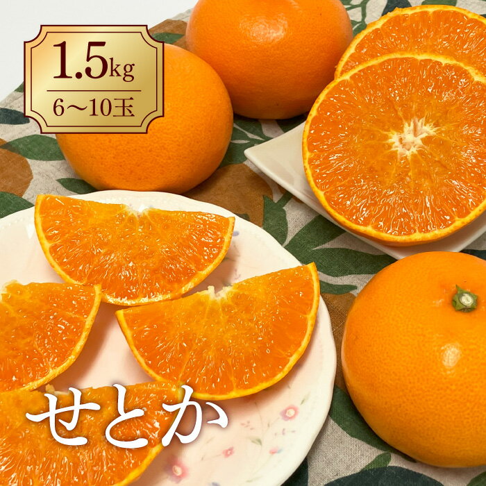 【ふるさと納税】みかん 愛媛 せとか（1.5kg） 人気 数量限定 先行予約 【2026年2月下旬以降発送】 柑橘 伊予市｜B30