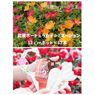 ふるさと納税 美作市 武蔵ポーチュラカ　12ポット