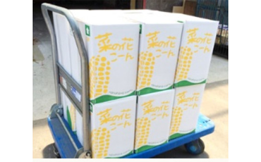 とうもろこし 甘い 菜の花こーん 2026年 先行予約 朝採れ 極甘 5本 A2Lサイズ 高糖度 濃厚 生食 産地直送 朝 もぎたて トウモロコシ 新鮮 サラダ 生野菜 野菜 スイートコーン コーン toumorokoshi 焼きとうもろこし BBQ ギフト 贈答品 岩手県 一関市 東北【2026年7月下旬から発送予定】