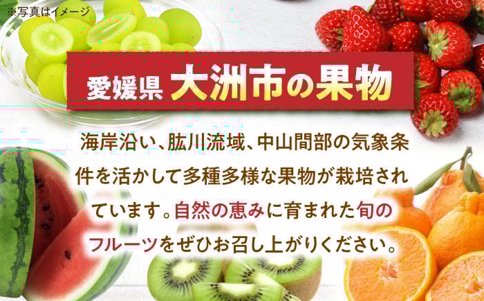 果物 くだもの フルーツ 季節 葡萄 ぶどう ブドウ グレープ 瀬戸ジャイアンツ 新鮮 朝採り 朝採れ 種無し ギフト 贈答