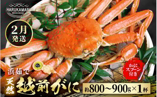 【先行予約】≪浜茹で≫ 地物！天然！越前がに 生の状態で約800g～900g × 1杯 かにスプーン付き はるか丸厳選！ 獲れたて！茹でたてをお届けします！【2025年2月上旬以降順次発送予定】【冷蔵 本場の味 ボイル 越前ガニ 蟹 茹で ずわいがに ズワイガニ 福井 日本海】[m36-x003_02]