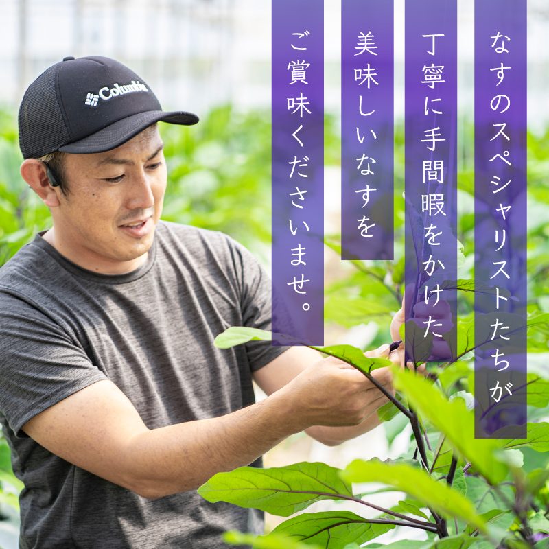 農家直送!高知県安芸市産　朝採れナス　1.5kg